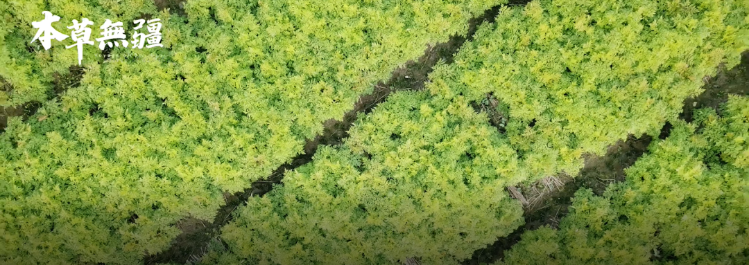 《本草无疆》第二集接棒，新绿色药业川芎故事登央视